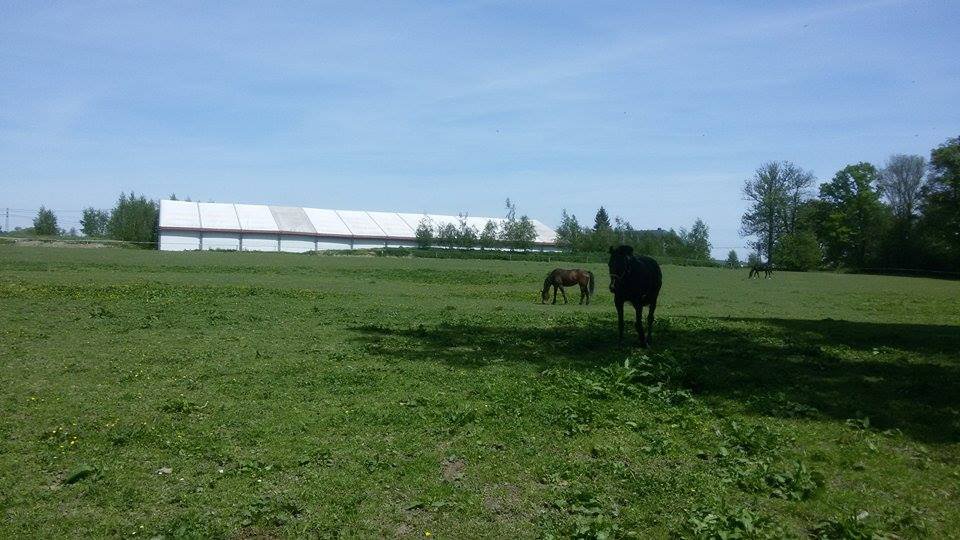 JK ProHorses Galerie 3