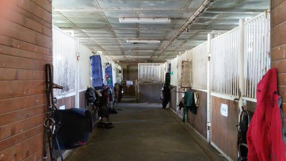 JK ProHorses Galerie 7